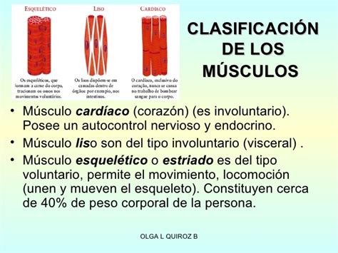 Modulo 4 sistema muscular 1