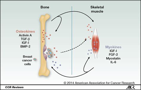 Molecular Mechanisms of Bone Metastasis and Associated ...