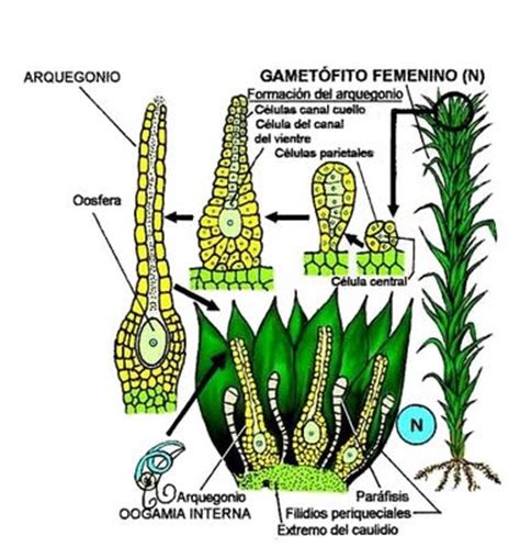 mollobiología: Ciclo de Desarrollo de las Algas
