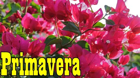 Mondini Plantas: Como Cultivar Primavera   YouTube