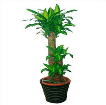 Money Plants Feng Shui