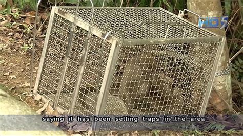 Monkey found dead inside cage trap in MacRitchie Reservoir ...