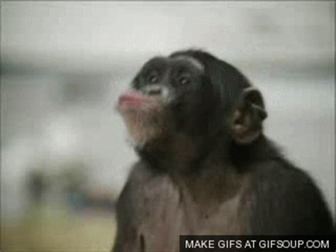 Monkey GIF   Find & Share on GIPHY