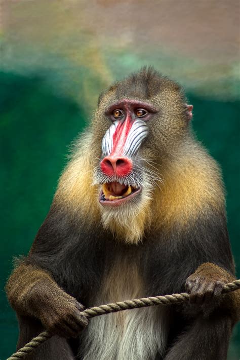 Monkey Mandrill Free Stock Photo   Public Domain Pictures