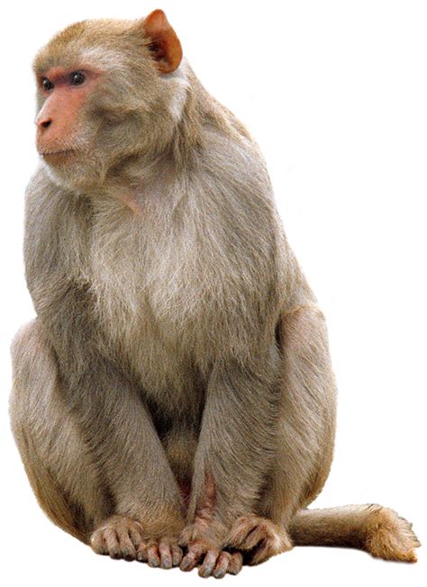 Monkey PNG Transparent Free Images | PNG Only