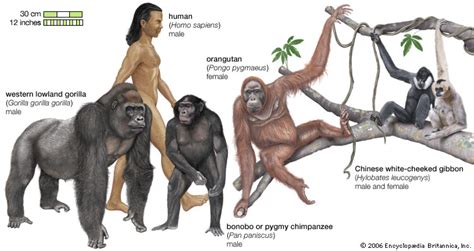 Monkey | primate | Britannica.com