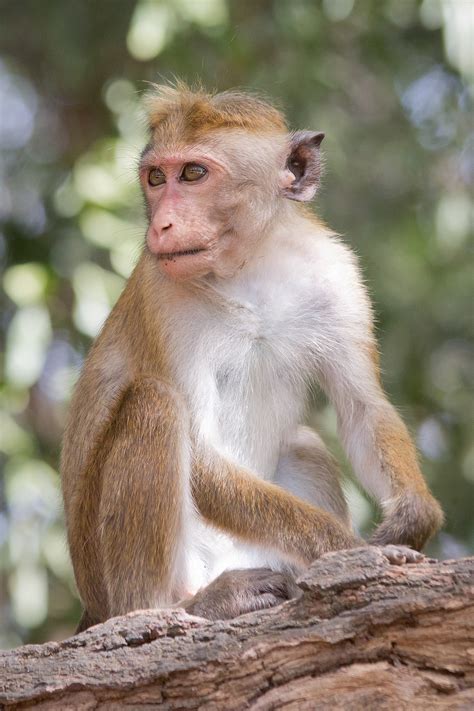 Monkey   Wikipedia