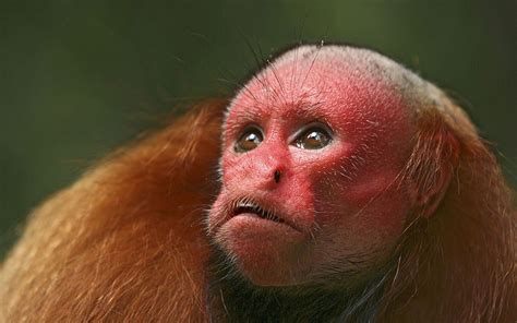 Monkeys in the amazon rainforest | The Amazing Amazon by ...