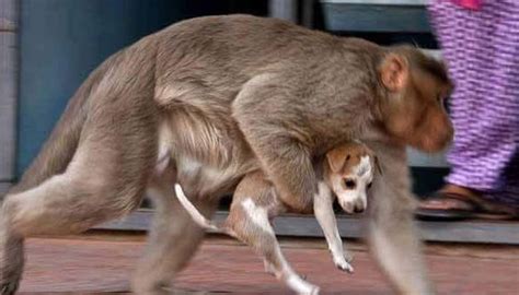 Mono adopta un cachorro en la India y lo defiende de perros