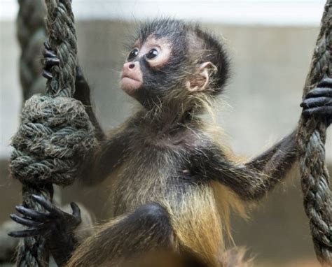 Mono araña bebé aprende a dar sus primeros saltos ...