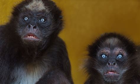 Mono araña matizado | Zoo Barcelona