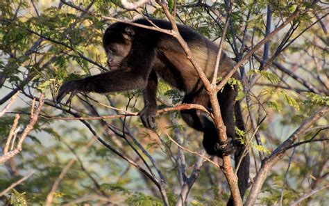 Mono Aullador   Información y Características de los Monos