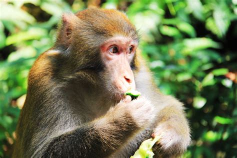 Mono Capuchino. Cheap Mono Capuchino Cara Blanca En El ...