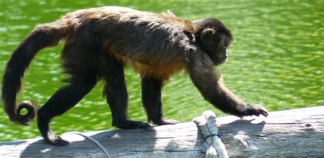 Mono Capuchino. Cheap Mono Capuchino Cara Blanca En El ...