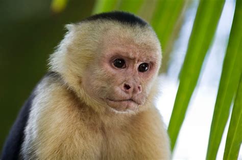 Mono capuchino cuesta 8 mil pesos   El Diario de Coahuila