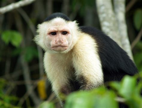 Mono Capuchino | Flickr   Photo Sharing!