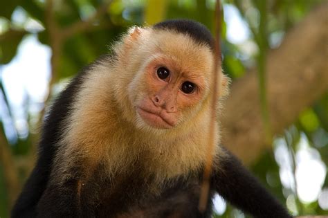 Mono Capuchino   Galerías :: Fotonatura.org
