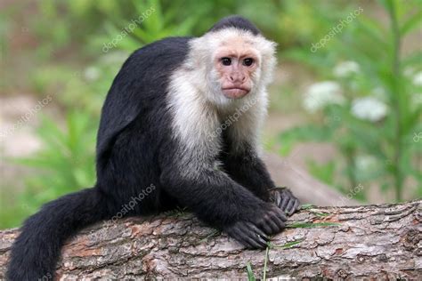 Mono capuchino sobre tronco de madera — Fotos de Stock ...