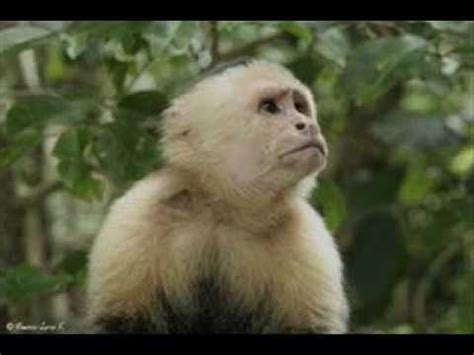 Mono capuchino   YouTube