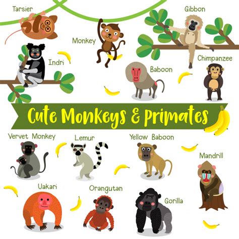 Mono y primates de dibujos animados con nombre de animal ...