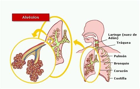 monomerociencias: intercambio de gases en los pulmones