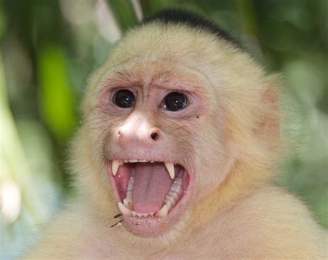 Monos Capuchinos   Imagui