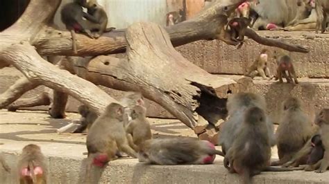 Monos en el Zoo de Madrid   YouTube