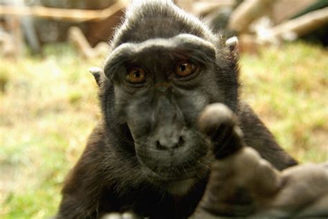 Monos graciosos fotos Imagui