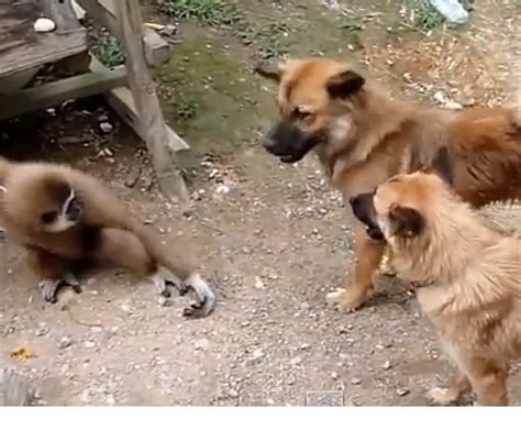 Monos molestando a perros y gatos | Mascotas