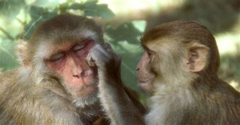 Monos nacen con gen protector contra SIDA | Salud180
