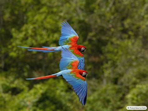 More Exotic Birds wallpaper | Your Title