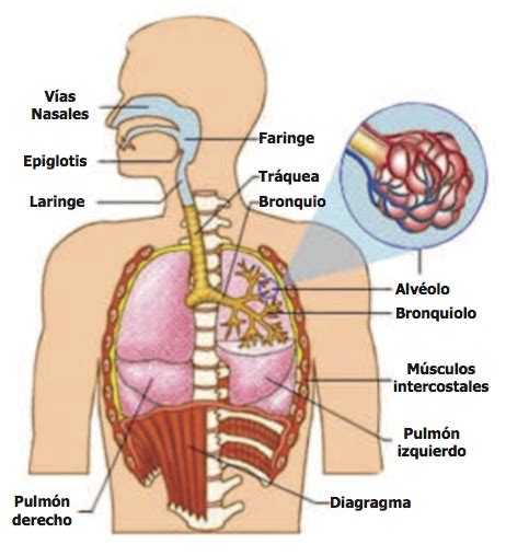 Morfofisiologia3c: APARATO RESPIRATORIO