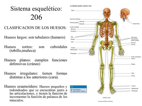 Morfologia  sistema esqueletico