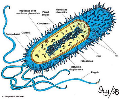 Morfologia y Estructura Bacteriana. | BACTERIAS...