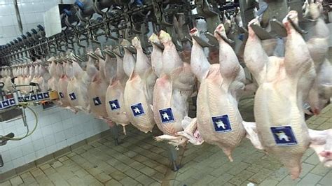 Morón procesa 25.000 pollos al día con las mayores normas ...
