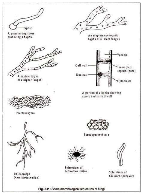 Morphological Characteristics of Fungi | Microbiology