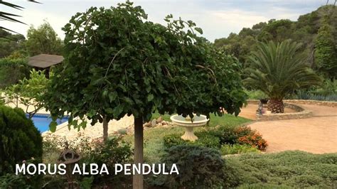 Morus alba Pendula. Garden Center online Costa Brava ...
