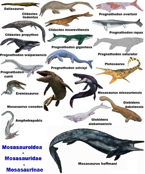 Mosasaurios | prehistoric life | Pinterest | Historia de ...