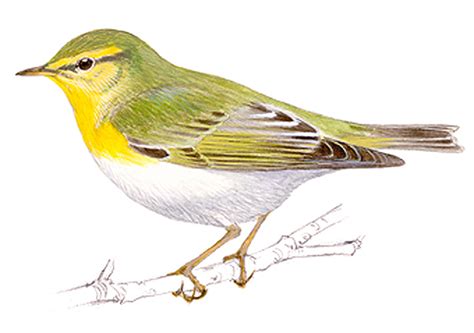 Mosquitero canario   SEO/Birdlife