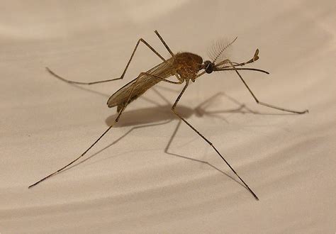 Mosquito | En grande es sencillamente impresionante ...