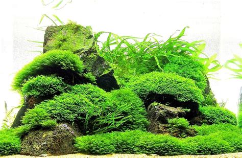 Moss on Mesh   Live Aquatic Aquarium Plants EASY and BEST ...