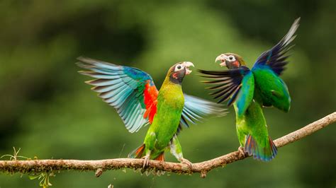 Most Beautiful Parrots 1080p Wallpapers – Birds HD ...