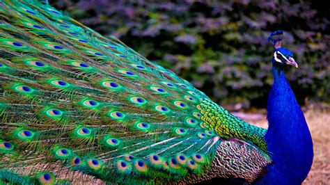 Most Beautiful Peacock HD Wallpapers | Full HD 1080p – HD ...
