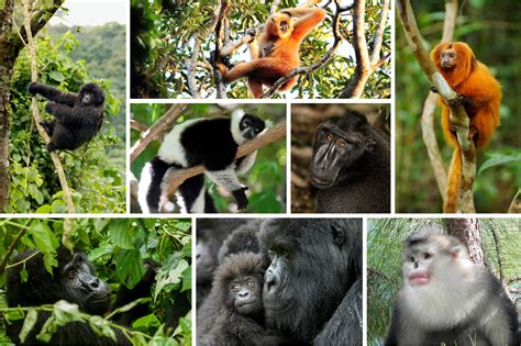 Most Primate Species Threatened With Extinction ...