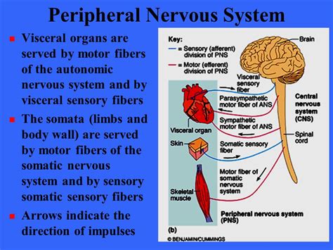 Motor Nervous System Definition   impremedia.net