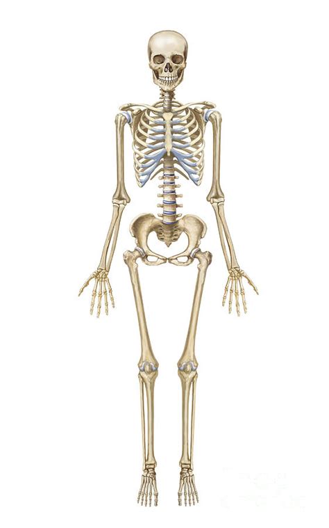 mouse skeleton   Google Search | Anatomy | Pinterest ...