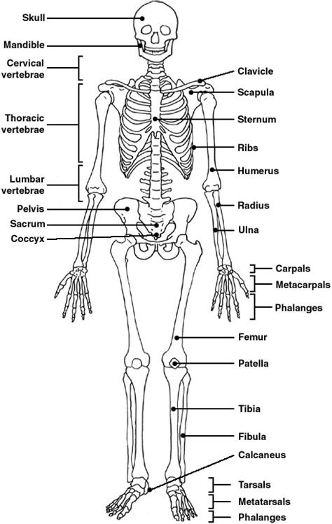 MStinsonBC   Skeletal System Diagram