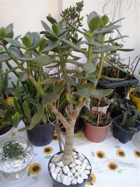 Muda Suculenta Planta Jade Crassula Ovata Bonsai   R$ 26 ...