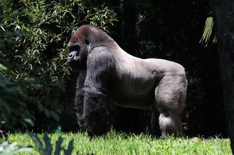 Muere el gorila Bantú en zoológico de Chapultepec | El ...