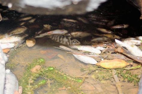Muere variedad de peces en río La Mora